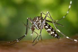 Facts about Mosquitoes