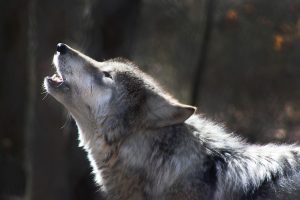 10 Interesting Facts About Wolves To Amaze You
