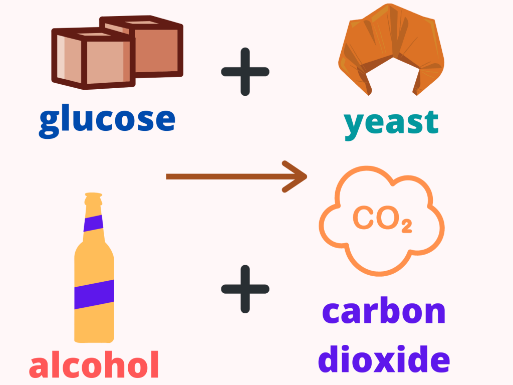 organic chemistry (fermentation)