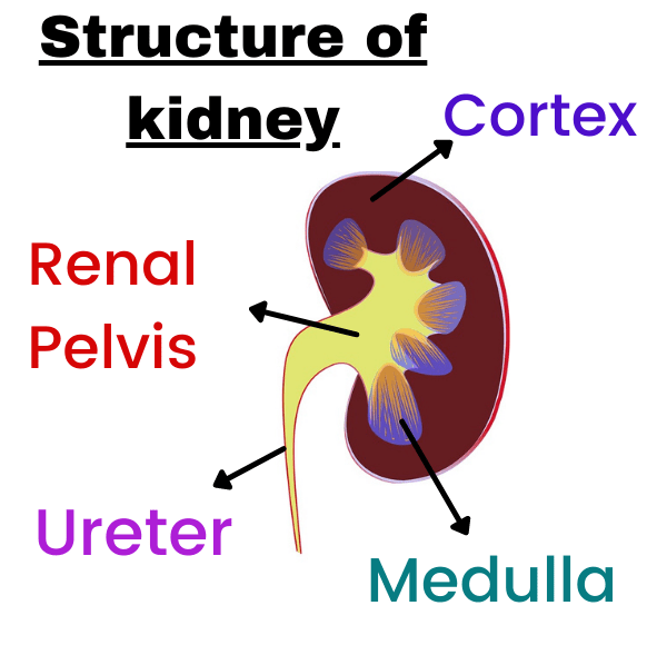 Excretion kidney