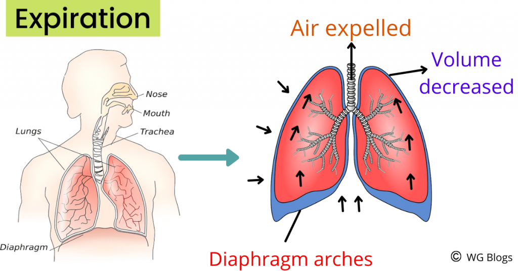 respiration notes lungs 