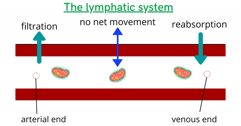 lymphatic system in transport in mammals