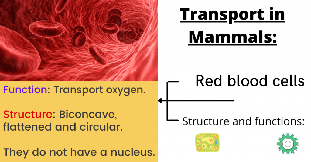 transport in mammals cells