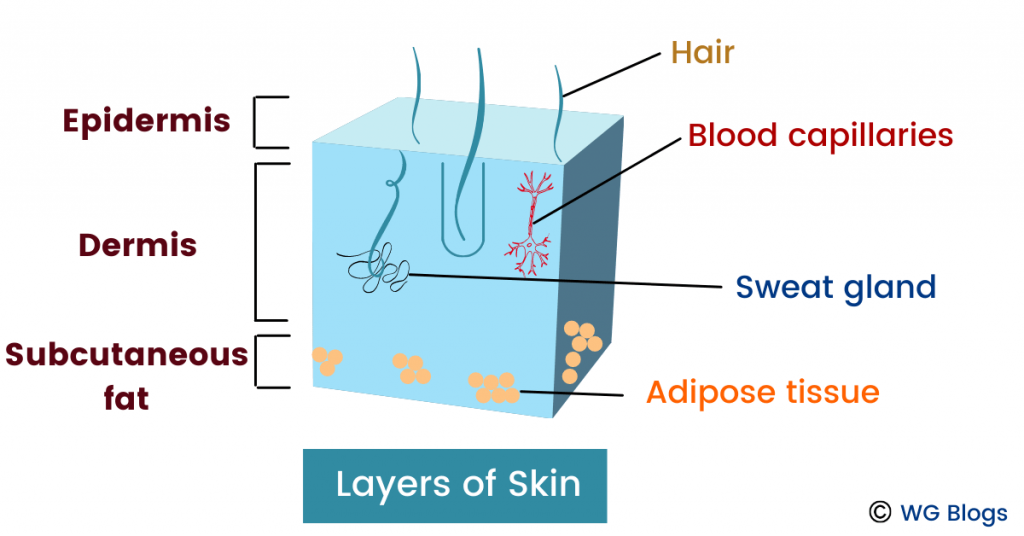 skin structure homeostasis 