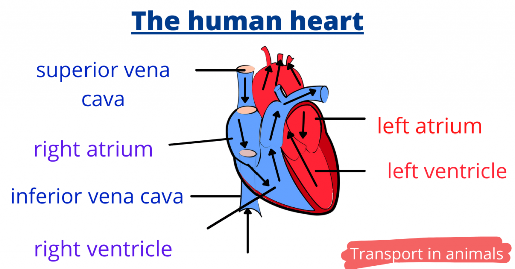 heart transport in mammals