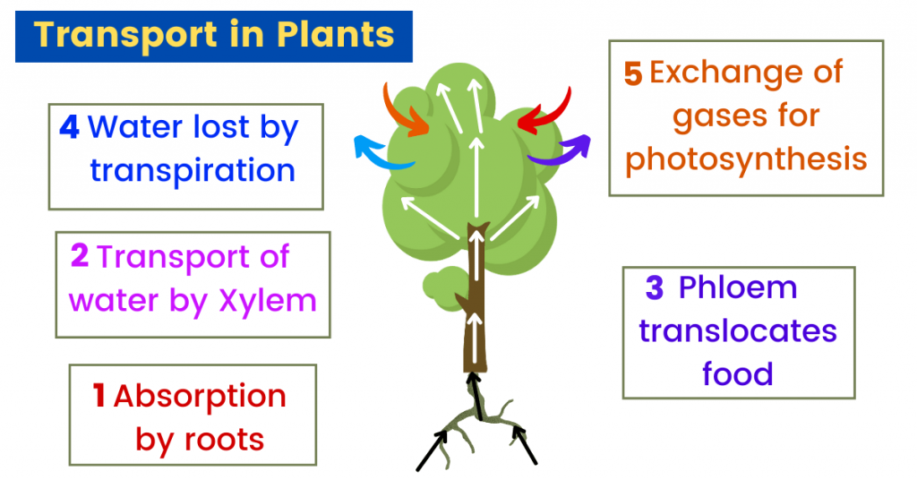 transport in plants notes