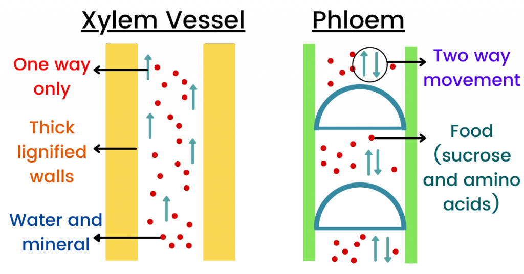 xylem and phloem transport in plants 