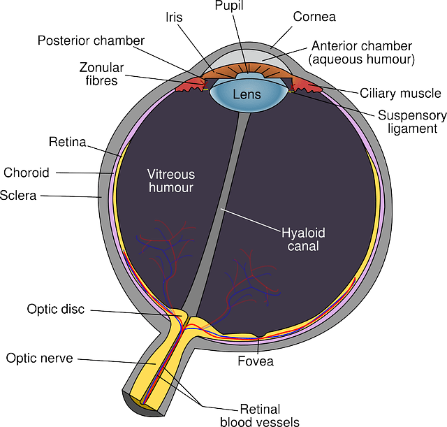 structure of the eye diagram 