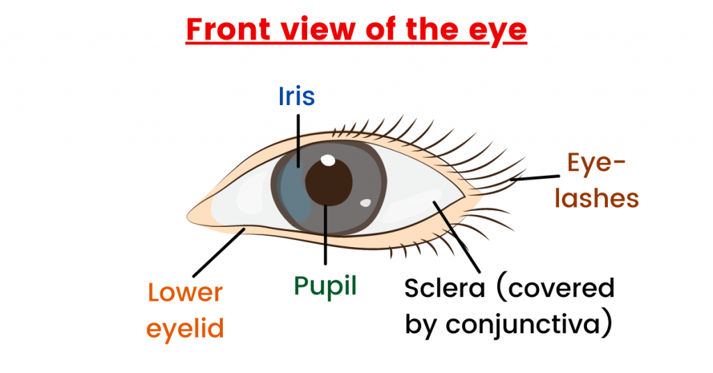 structure of the eye 