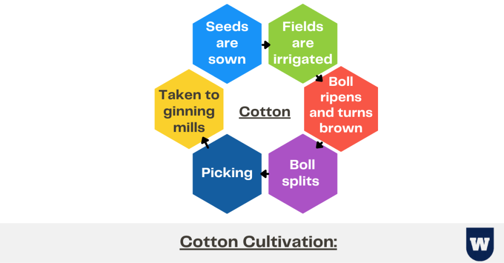 cotton cultivation agriculture