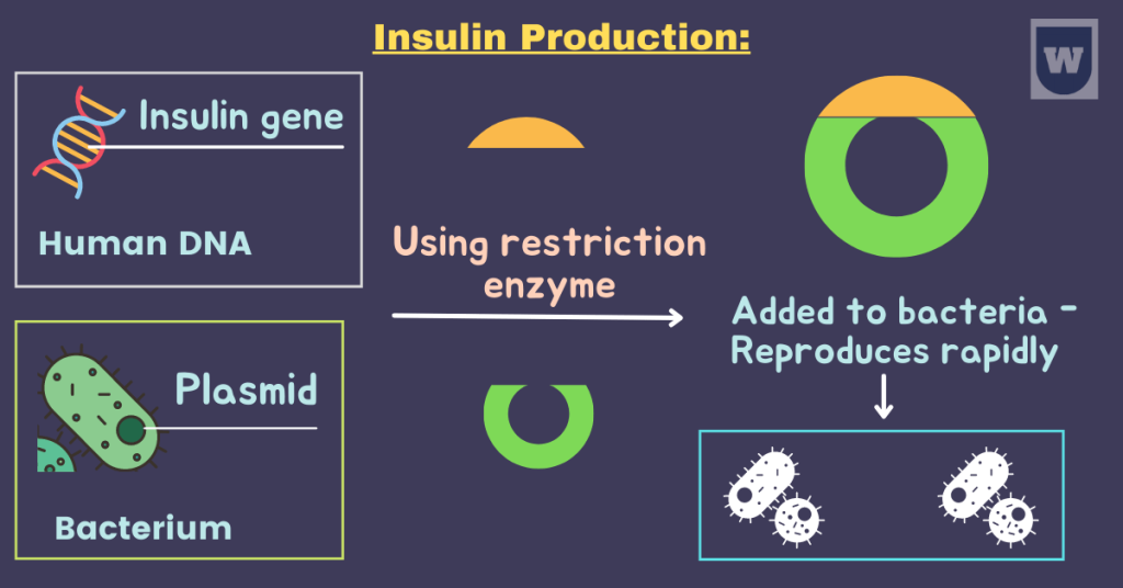 insulin production inheritance