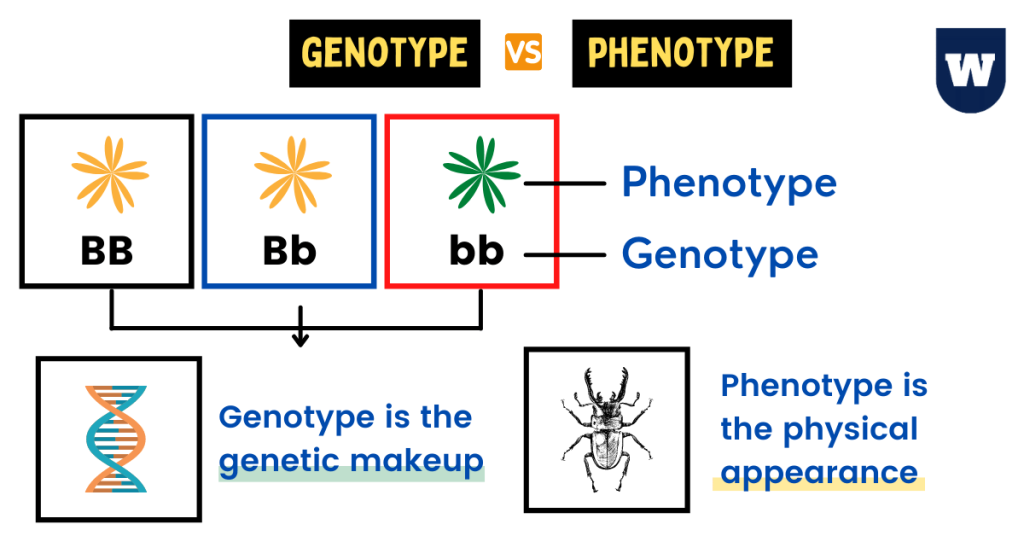 genotype phenotype inheritance