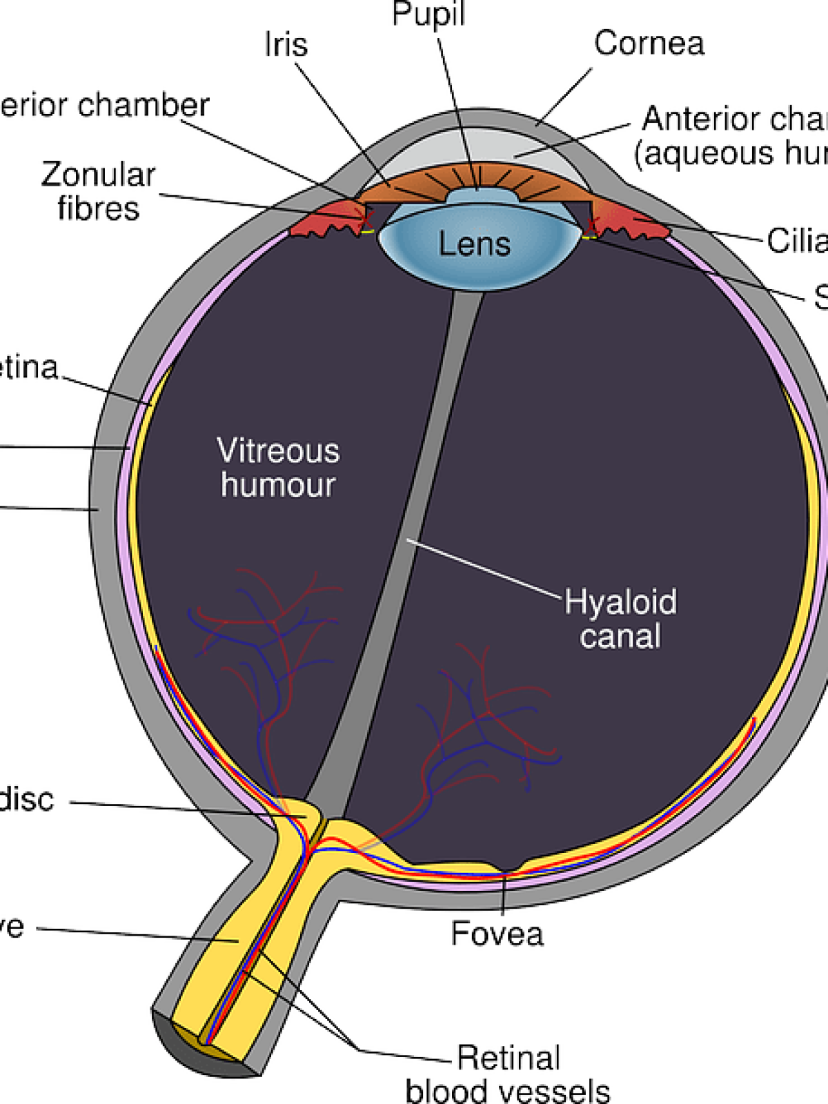 structure of the eye diagram
